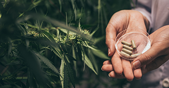 A indústria de Cannabis Medicinal em Portugal
